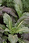 BRASSICA JUNCEA, (RED MUSTARD GREENS)