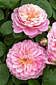 ROSA EUSCTACIA VYE
