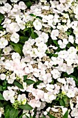 HYDRANGEA RUNAWAY BRIDE SNOW WHITE