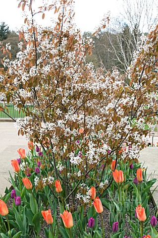 AMELANCHIER_LEMARCKII_AGM_UNDERPLANTED_WITH_TULIPS_IN_SPRING__SYN_AMELANCHIER_CANADENSIS