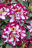 RHODODENDRON HAPPYDENDRON PUSHY PURPLE