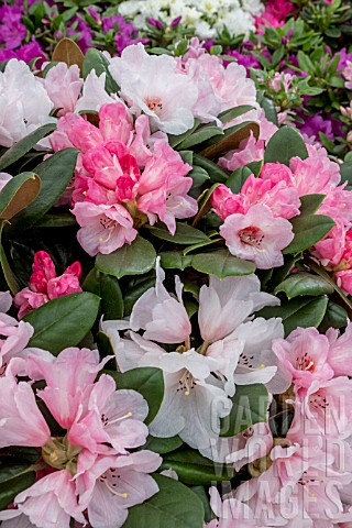 RHODODENDRON_WARMA_BEE