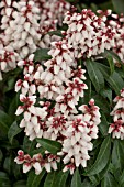 PIERIS JAPONICA BONFIRE