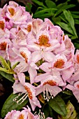 RHODODENDRON MRS. T. H. LOWINSKY