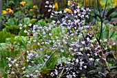 THALICTRUM DELAVAYI