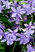 AQUILEGIA HENSOL HAREBELL