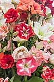 HIPPEASTRUM AMARYALLIS MIXED