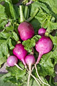 RADISH MIRABEAU