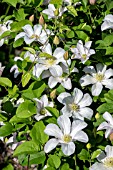 CLEMATIS HULDINE