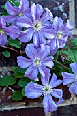 CLEMATIS PRINCE CHARLES