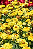 XEROCHRYSUM BRACTEATUM