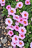 CALLIBRACHOA KABLOOM LIGHT PINK BLAT