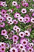 ARGYRANTHEMUM GRANDAISY PINK