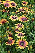 OSTEOSPERMUM PURPLE SUN