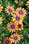 OSTEOSPERMUM PURPLE SUN