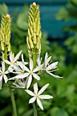 CAMASSIA LEICHTLINII SACAJAWEA