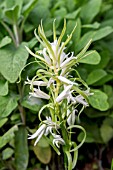 HYACINTHOIDES NON-SCRIPTA   LONG BRACTEATE