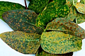 RUST ON HYPERICUM (MELAMPSORA HYPERICORUM)