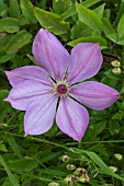 CLEMATIS ELEANOR OF GUILDFORD