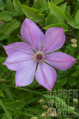 CLEMATIS_ELEANOR_OF_GUILDFORD