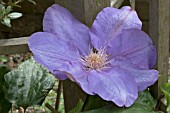 CLEMATIS VYVYAN PENNELL