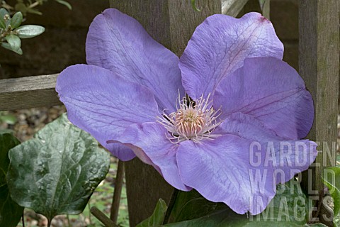 CLEMATIS_VYVYAN_PENNELL