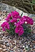 DIANTHUS ANETTE