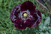 PAPAVER SOMNIFERUM BLACK POPPY