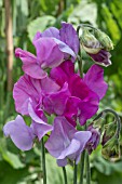 LATHYRUS ODORATUS CAPEL MANOR