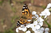 BUTTERFLY PAINTED LADY