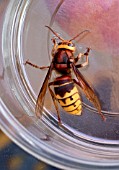 VESPA CRABRO (HORNET)