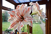 HIPPEASTRUM PEACH MELBA