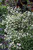 PHILADELPHUS CORONARIUS VARIEGATA