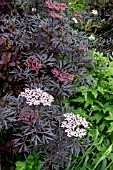 SAMBUCUS NIGRA BLACK LACE