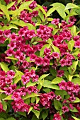 WEIGELA BRIANT RUBIDOR