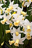 NARCISSUS TOBY THE FIRST