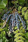 MAHONIA MEDIA FRUITS