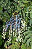 MAHONIA MEDIA FRUITS