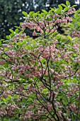 ENKIANTHUS CAMPANULATUS RED BELLS