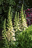 DIGITALIS PURPUREA DALMATION CREME