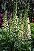 DIGITALIS PURPUREA DALMATION CREME