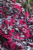 LOROPETALUM CHINENSIS EVER RED