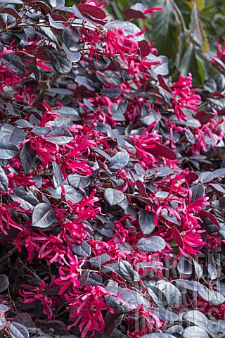 LOROPETALUM_CHINENSIS_EVER_RED