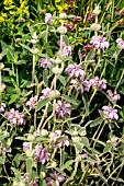 PHLOMIS ITALICA