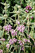 PHLOMIS ITALICA