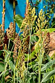 SORGHUM BICOLOR