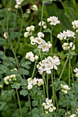 THALICTRUM TUBEROSUM