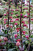 DIGITALIS X VALINII FIREBIRD