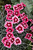 DIANTHUS CHERRY BURST