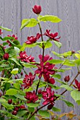 CALYCANTHUS X RAULSTONII HARTLAGE WINE AGM